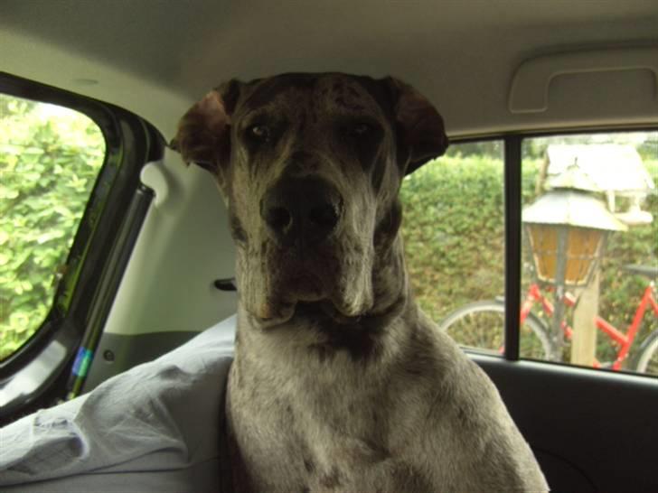 Grand danois Odin billede 19