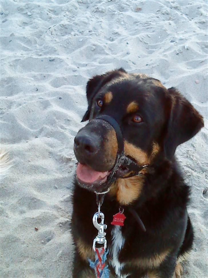 Blanding af racer Bailey <3 billede 12