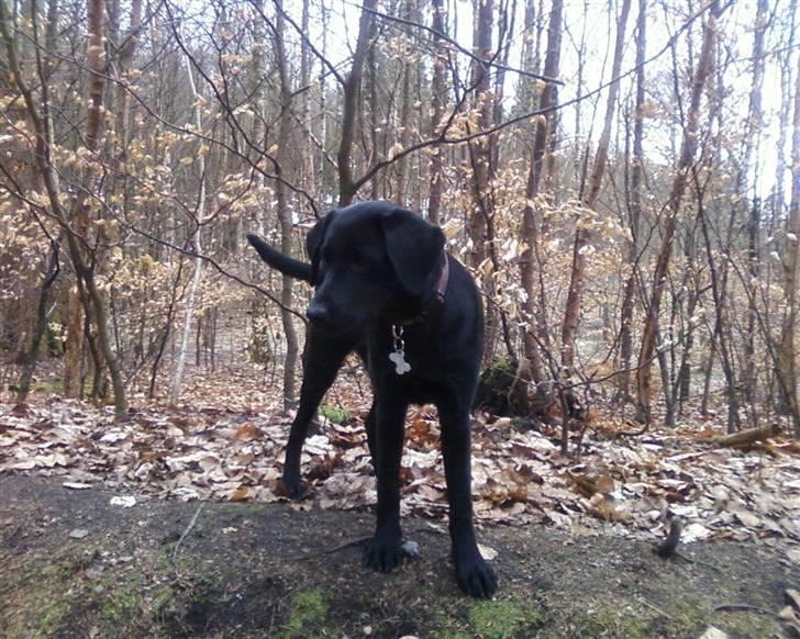 Labrador retriever Wilma <3 - Wilma i skoven billede 16