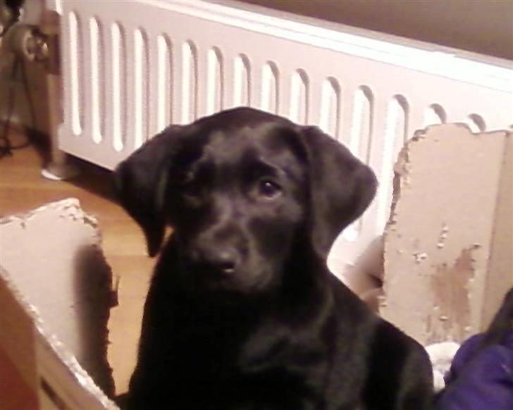Labrador retriever Wilma <3 - Da hun var helt lille... Rigitg sød!! billede 17