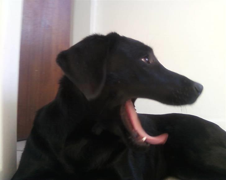 Labrador retriever Wilma <3 - "Gaaaaab!!" billede 18