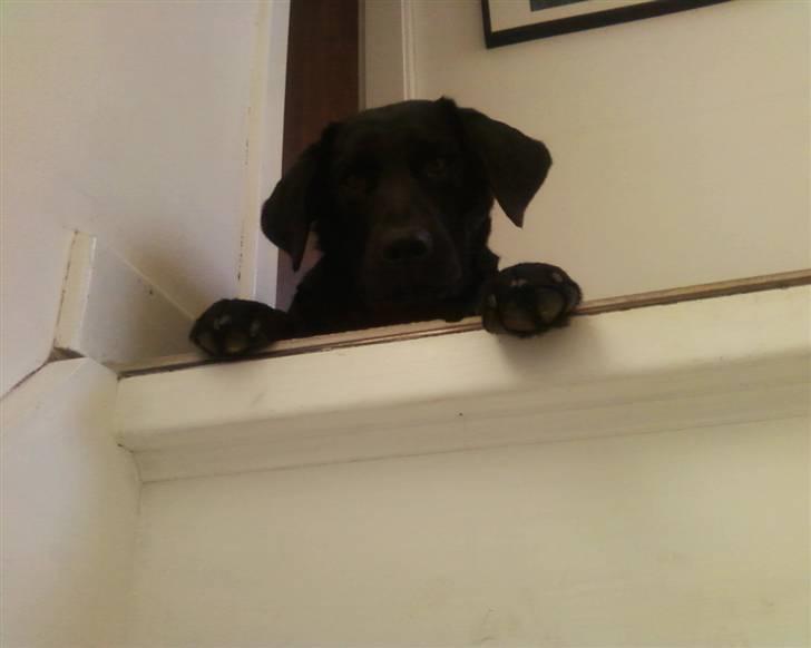 Labrador retriever Wilma <3 - "Er der nogen dernede?" billede 19