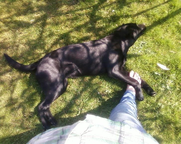 Labrador retriever Wilma <3 - I haven syntes hun ikke om at man går, og så er det jo heldigt at man bare kan holde fast! xD billede 20