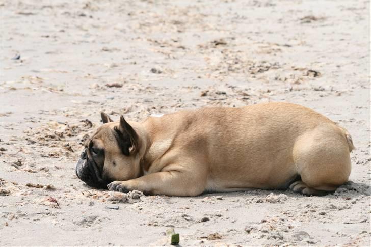 Fransk bulldog Elvis (HIMMELHUND) billede 17