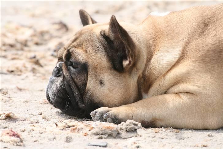 Fransk bulldog Elvis (HIMMELHUND) billede 18