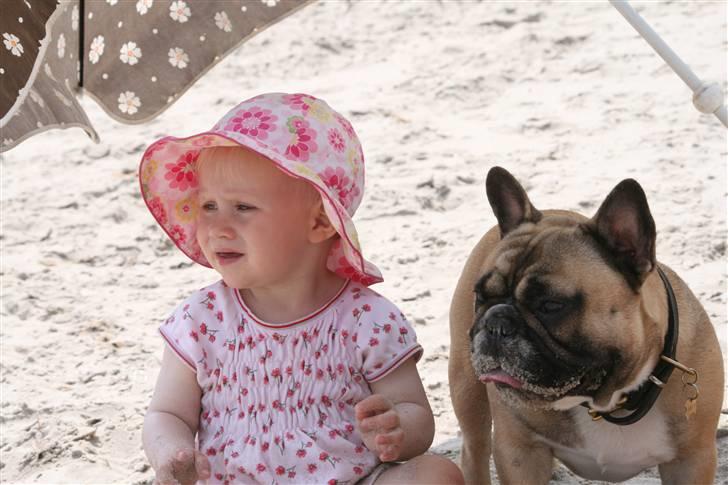 Fransk bulldog Elvis (HIMMELHUND) - Han elsker børn og er gerne altid i nærheden af dem!  billede 19