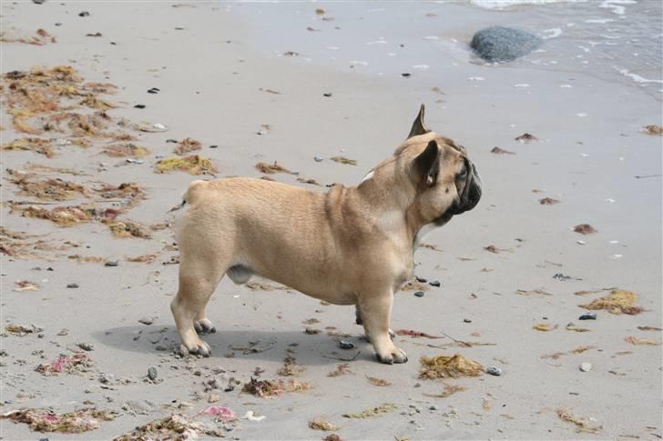 Fransk bulldog Elvis (HIMMELHUND) billede 20