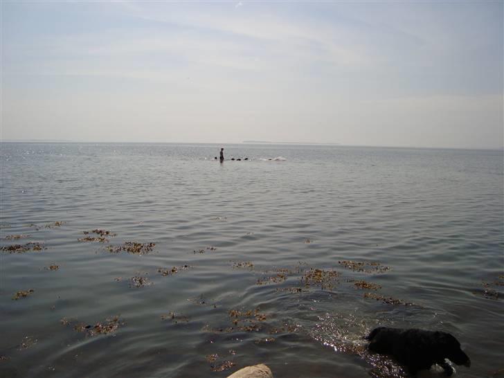 Labrador retriever Petit Deor's O'Mega - En af de sorte prikker længest ude, er O´Mega, der var med ude og bade :D billede 18