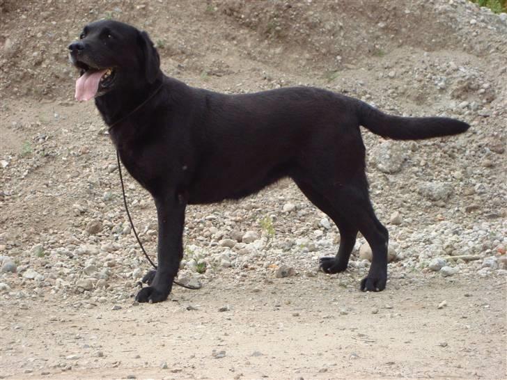 Labrador retriever Petit Deor's O'Mega billede 19