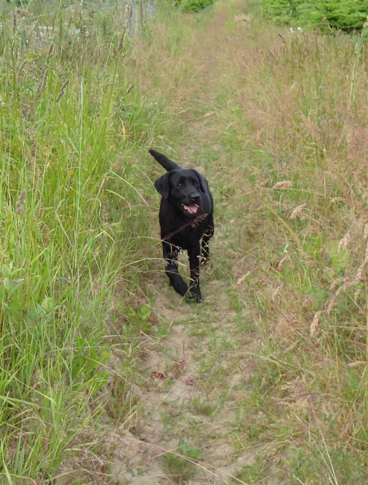 Labrador retriever Taslas little Tju-Tju billede 10