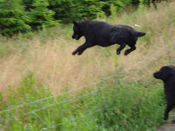 Labrador retriever Taslas little Tju-Tju - Nogle løber uden om, men ikke Tju-Tju. Hun hopper bare over :D billede 11