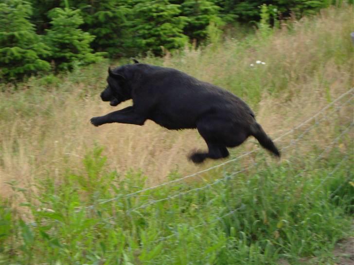 Labrador retriever Taslas little Tju-Tju billede 12