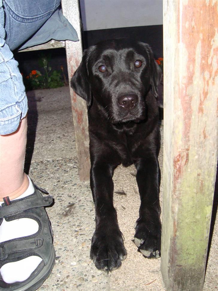 Labrador retriever Taslas little Tju-Tju - Hygge i haven :) billede 13