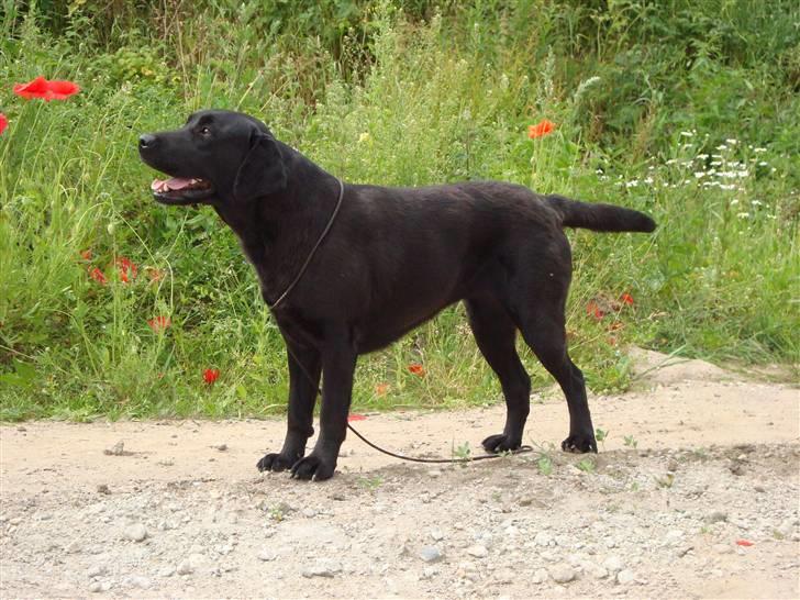 Labrador retriever Taslas little Tju-Tju billede 14