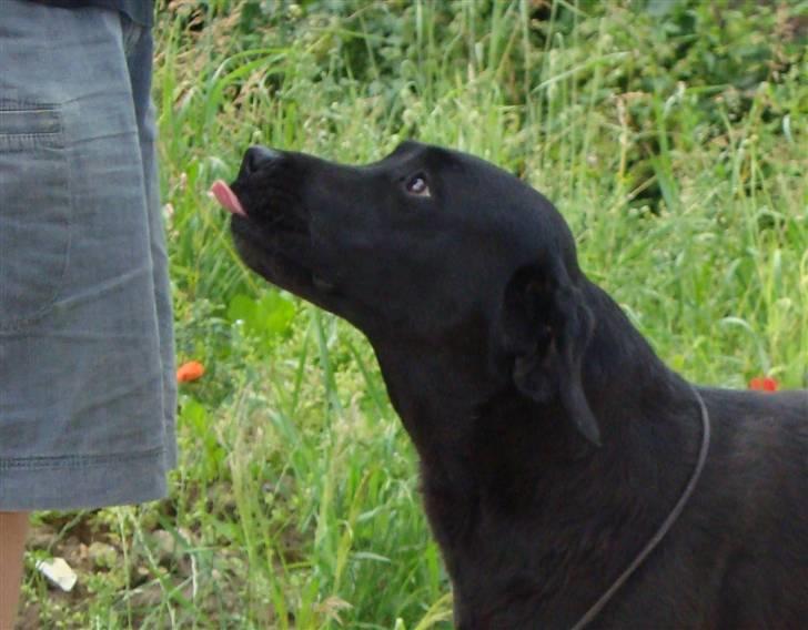 Labrador retriever Taslas little Tju-Tju - "Hvis du rækker tunge af mig, må jeg også række tunge af dig!" billede 15