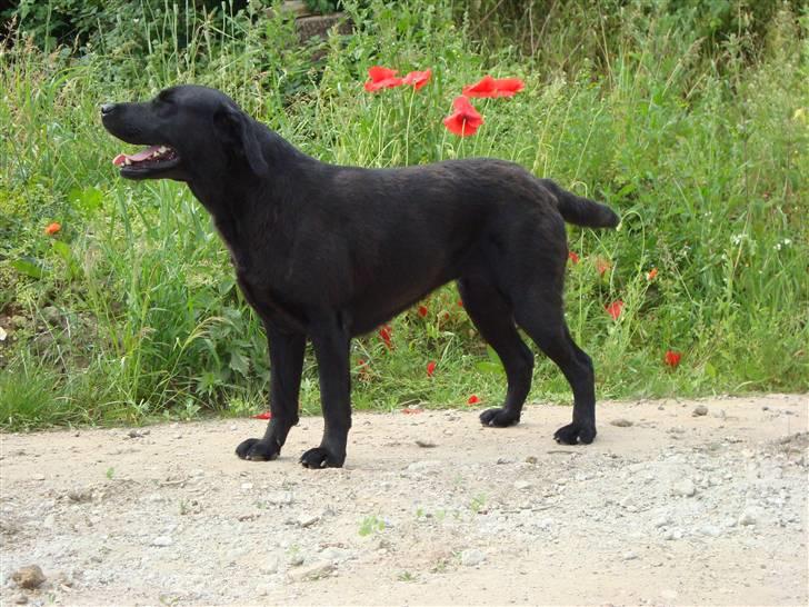 Labrador retriever Taslas little Tju-Tju billede 16