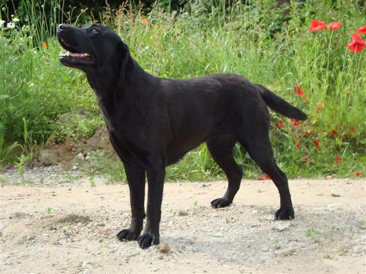 Labrador retriever Taslas little Tju-Tju billede 17