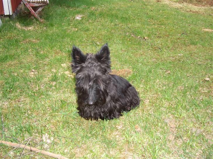 Skotsk terrier Little Big Horn Cleo 2002-2012 - Cleo med for langt pandehår billede 2