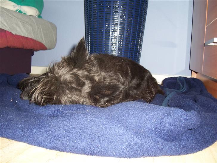 Skotsk terrier Little Big Horn Cleo 2002-2012 - Cleo elsker sin mors slumre tæppe billede 3