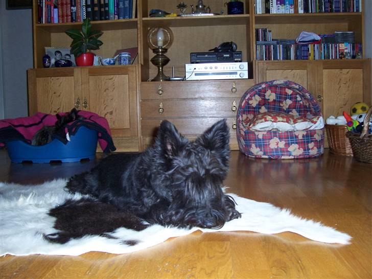 Skotsk terrier Little Big Horn Cleo 2002-2012 - hmmmm et ko skind.Dufter det af ko ? billede 5
