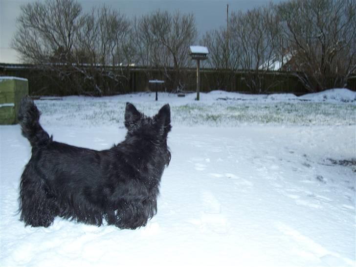 Skotsk terrier Little Big Horn Cleo 2002-2012 - Cleo i sneen billede 6