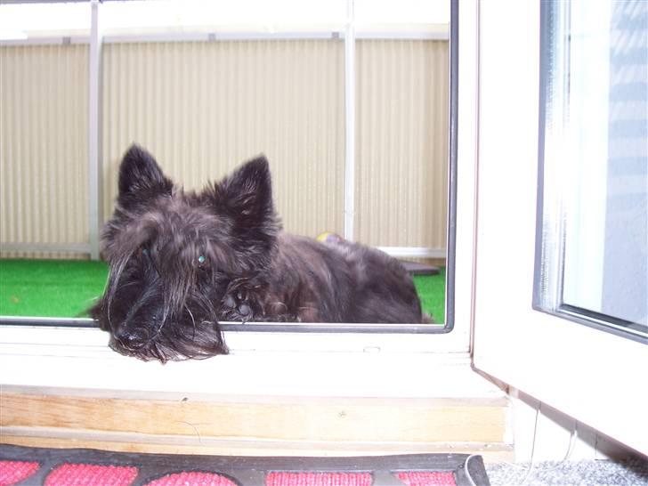 Skotsk terrier Little Big Horn Cleo 2002-2012 - Cleo nyder det gode vejr på altanen billede 8