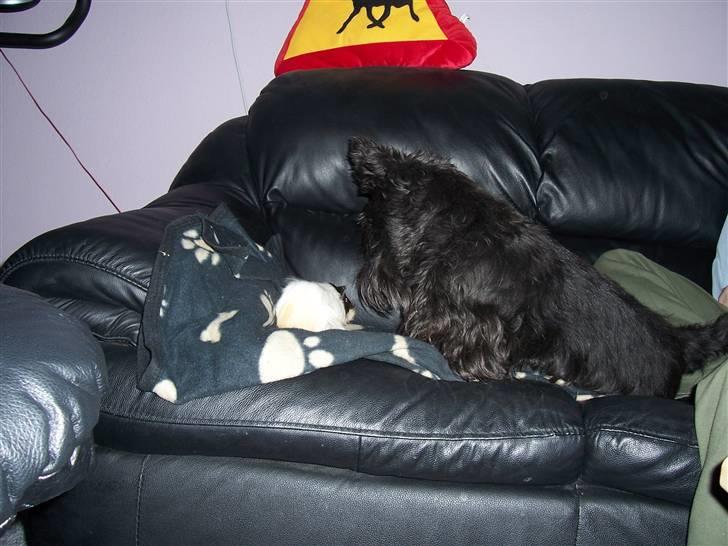 Skotsk terrier Little Big Horn Cleo 2002-2012 - Hvad laver du Speedy? billede 10