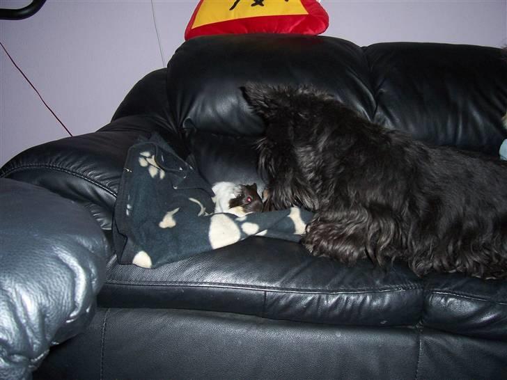 Skotsk terrier Little Big Horn Cleo 2002-2012 - Cleo er meget interesseret i Speedy. Men hun gør hende ik noget billede 11