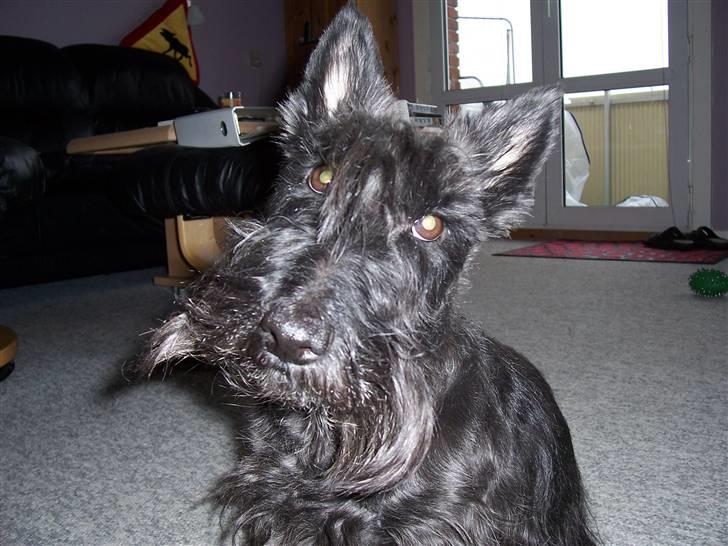 Skotsk terrier Little Big Horn Cleo 2002-2012 - Er jeg ikke bare nuser? billede 13