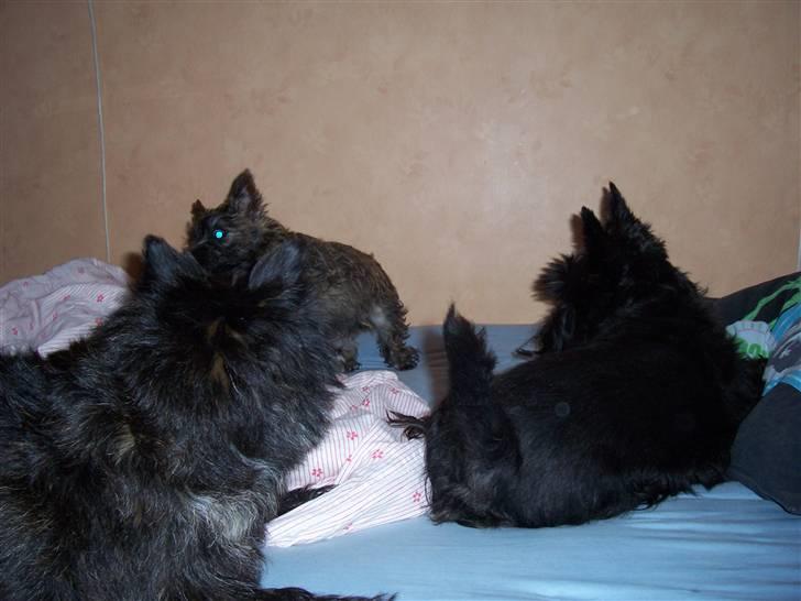 Skotsk terrier Little Big Horn Cleo 2002-2012 - kom og leg Glenda og Eddie billede 14