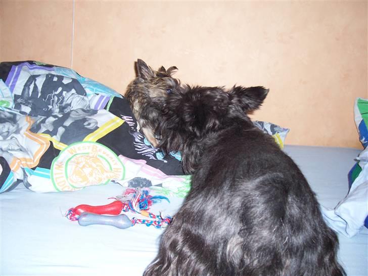 Skotsk terrier Little Big Horn Cleo 2002-2012 - Cleo som barnepige for Glenda billede 16