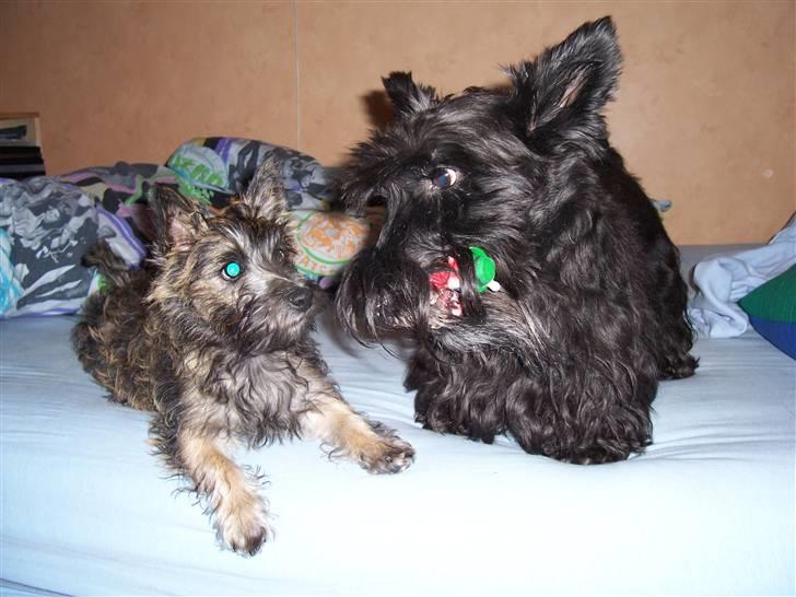 Skotsk terrier Little Big Horn Cleo 2002-2012 - Se Glenda jeg har taget Eddies legetøj billede 17