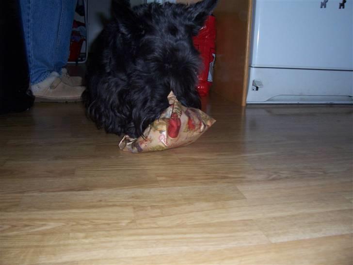 Skotsk terrier Little Big Horn Cleo 2002-2012 - Cleo elsker at pakke gaver ud billede 19