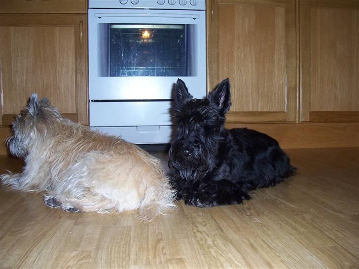 Skotsk terrier Little Big Horn Cleo 2002-2012 - Cleo så meget op til Dondie billede 20