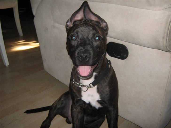 Blanding af racer AST/SBT Tonzer billede 16