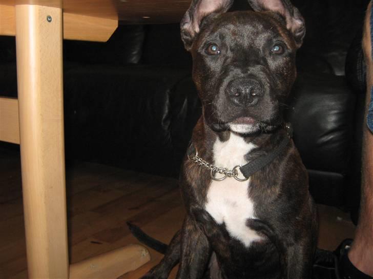 Blanding af racer AST/SBT Tonzer billede 17