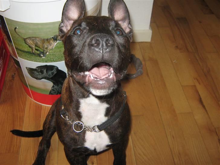 Blanding af racer AST/SBT Tonzer billede 18