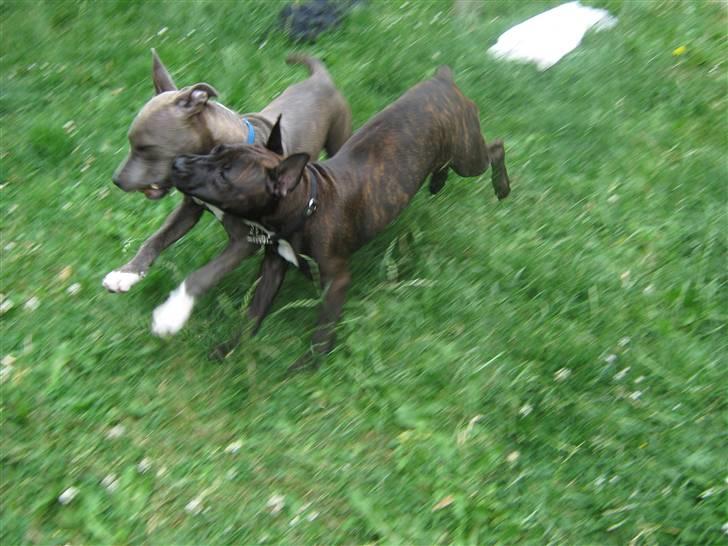 Blanding af racer AST/SBT Tonzer billede 19