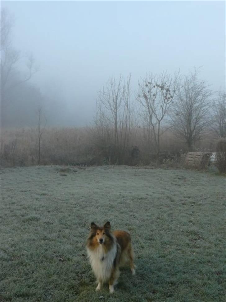 Collie langhåret Nella R.I.P. - vinter  //foto: sigrid billede 17