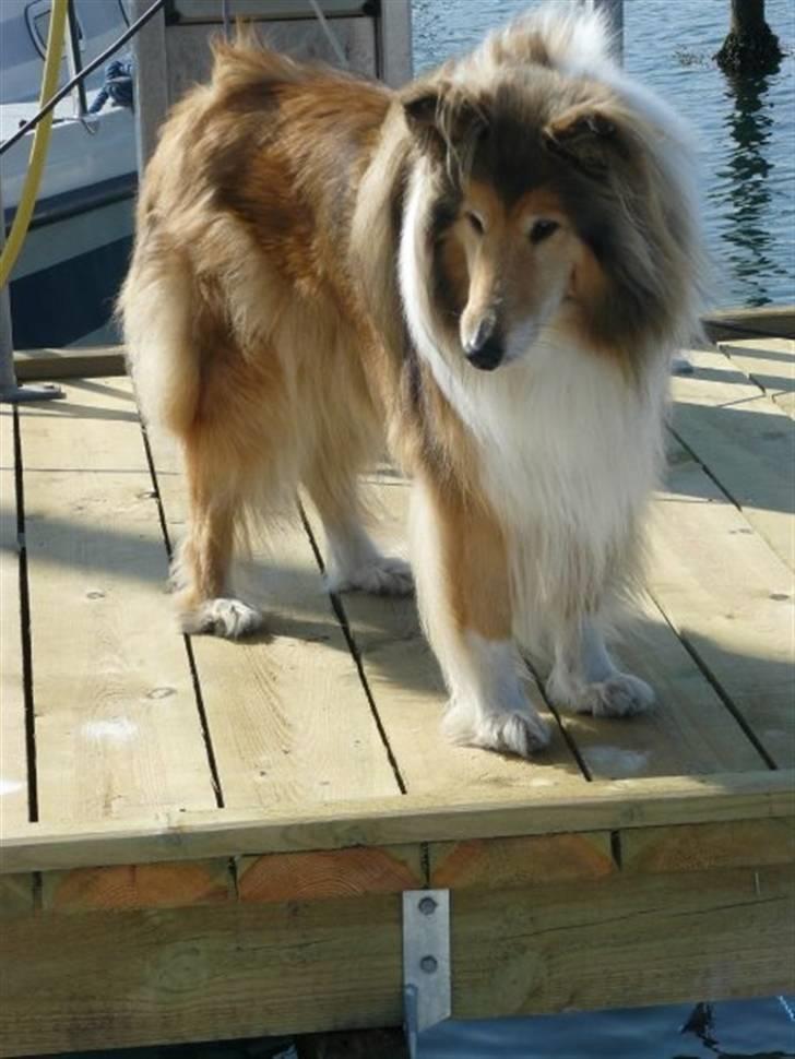 Collie langhåret Nella R.I.P. - Sailpor dog //mobil billede billede 18