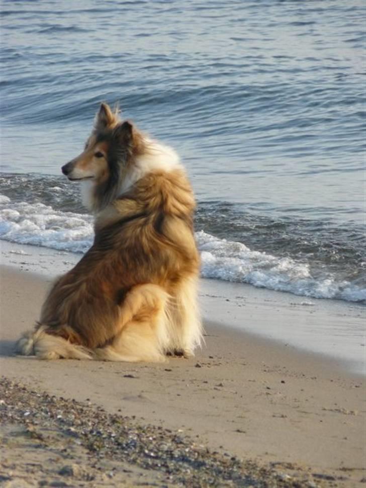 Collie langhåret Nella R.I.P. - Baywatch;P //kamera mener jeg? billede 19