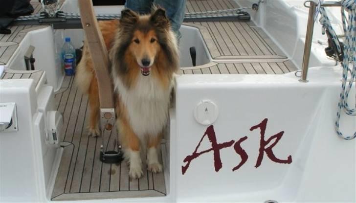 Collie langhåret Nella R.I.P. - thanks for watching;) billede 20