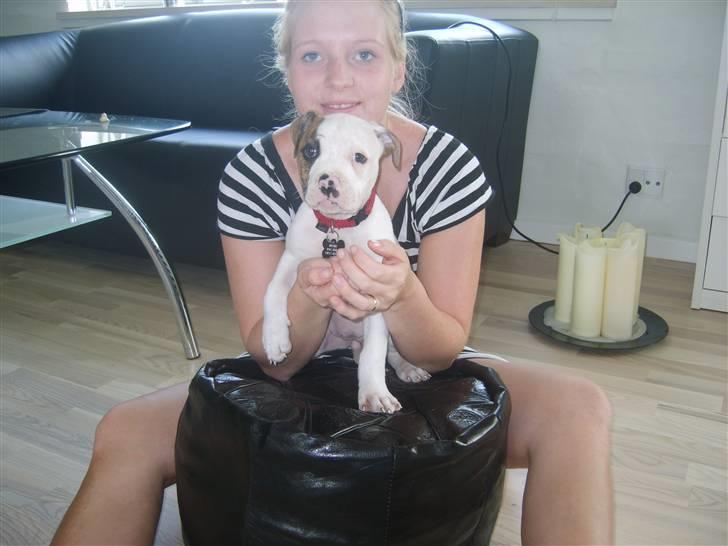 Amerikansk bulldog PRIMO billede 3