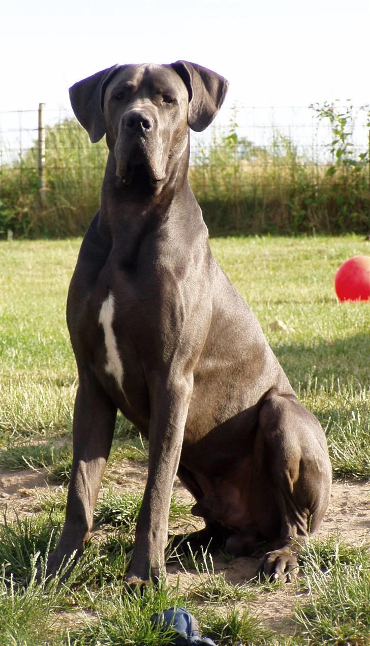 Grand danois BONEL ZAGANELLI  billede 17