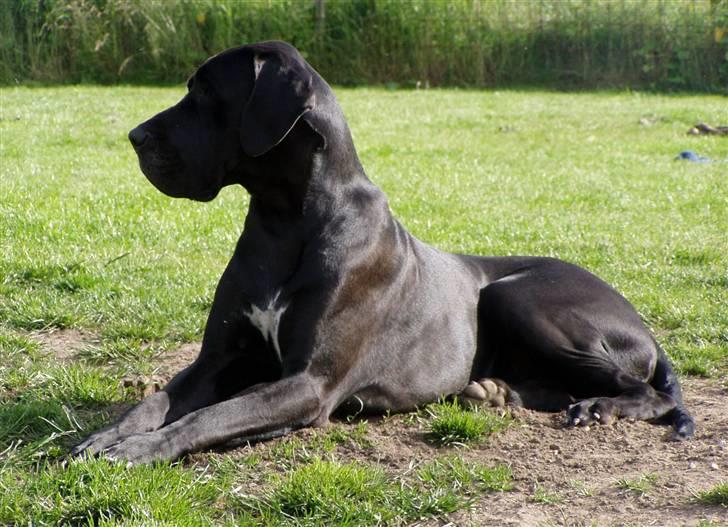 Grand danois WINTHER'S ARMARNI billede 19