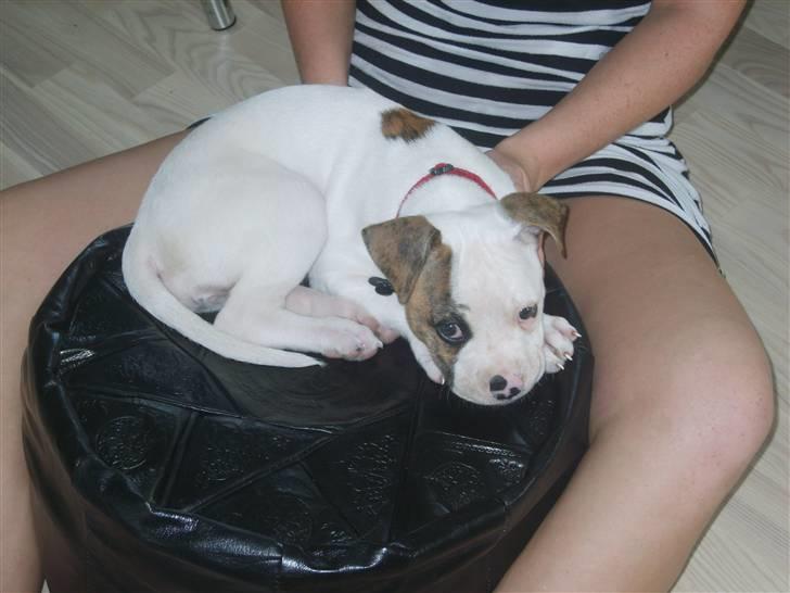 Amerikansk bulldog PRIMO billede 4