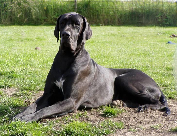 Grand danois WINTHER'S ARMARNI billede 20