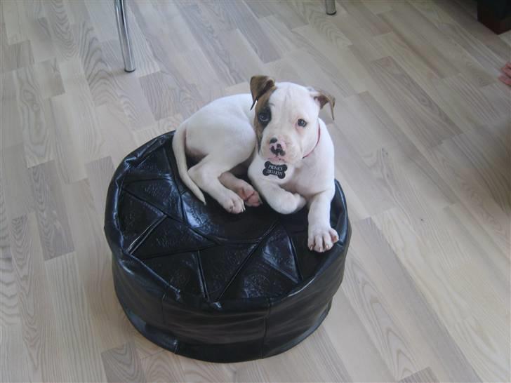 Amerikansk bulldog PRIMO billede 5