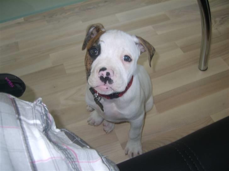 Amerikansk bulldog PRIMO billede 6