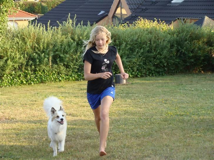 Norrbottenspids Sofus - Følger du mig, følger jeg dig <3 billede 16